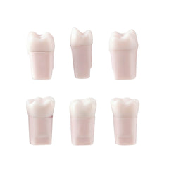 Dental Endo Teeth Model White Root Canal Practice Block RCT Study Training Teaching 5Pcs/Set