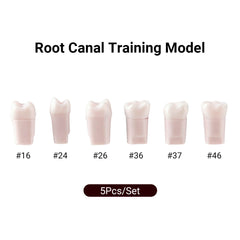 Dental Endo Teeth Model White Root Canal Practice Block RCT Study Training Teaching 5Pcs/Set