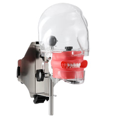 Dental Simulation Mannequin Teaching Head Model with Adjustable Straps