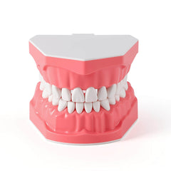 Dental 1:1 Standard /2 Times Teeth Model Brushing Flossing Practice Studying Teaching
