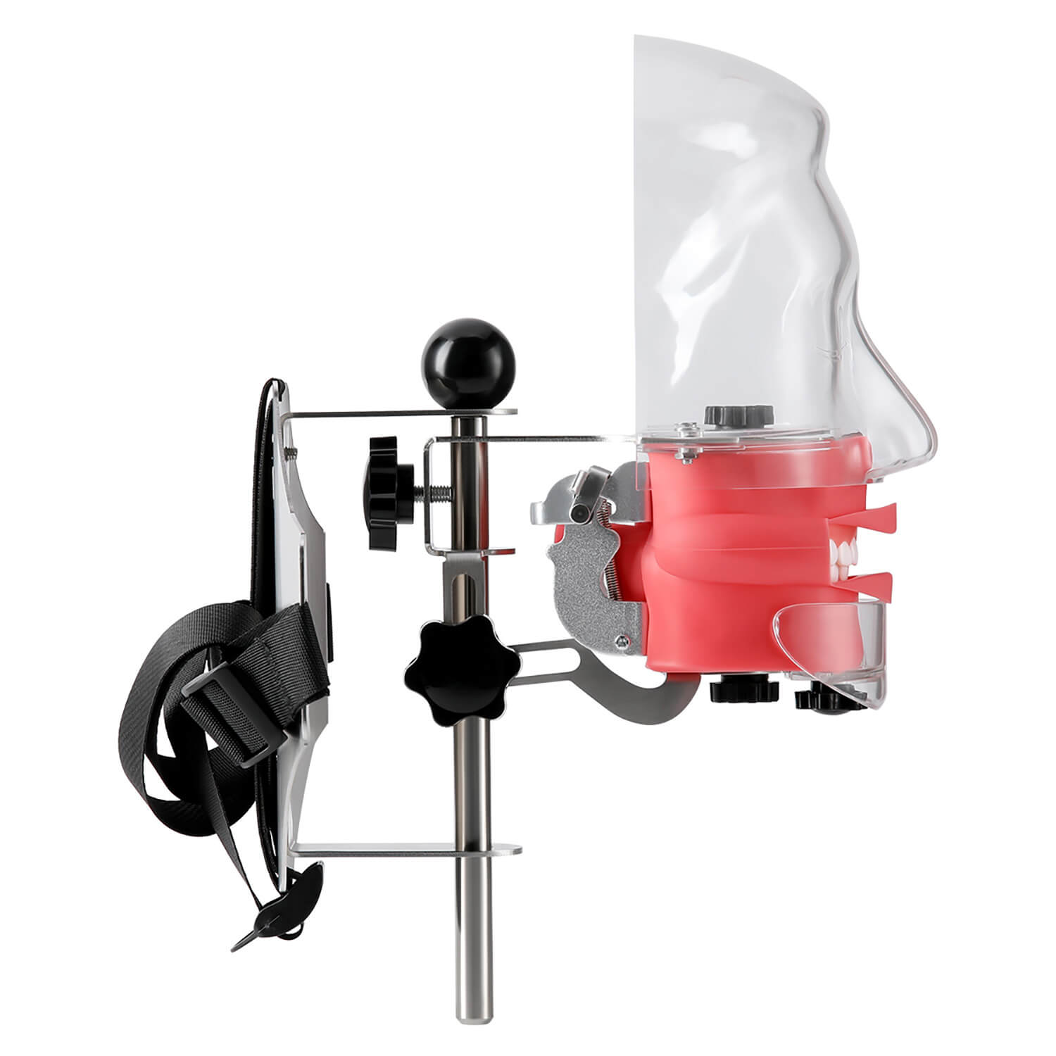Dental Simulation Mannequin Teaching Head Model with Adjustable Straps