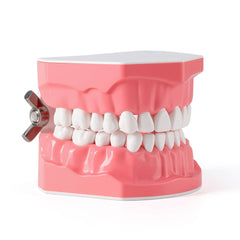 Dental 1:1 Standard /2 Times Teeth Model Brushing Flossing Practice Studying Teaching