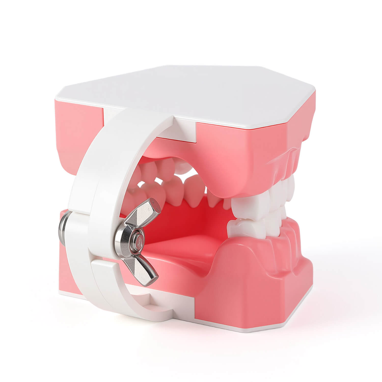 Dental 1:1 Standard /2 Times Teeth Model Brushing Flossing Practice Studying Teaching
