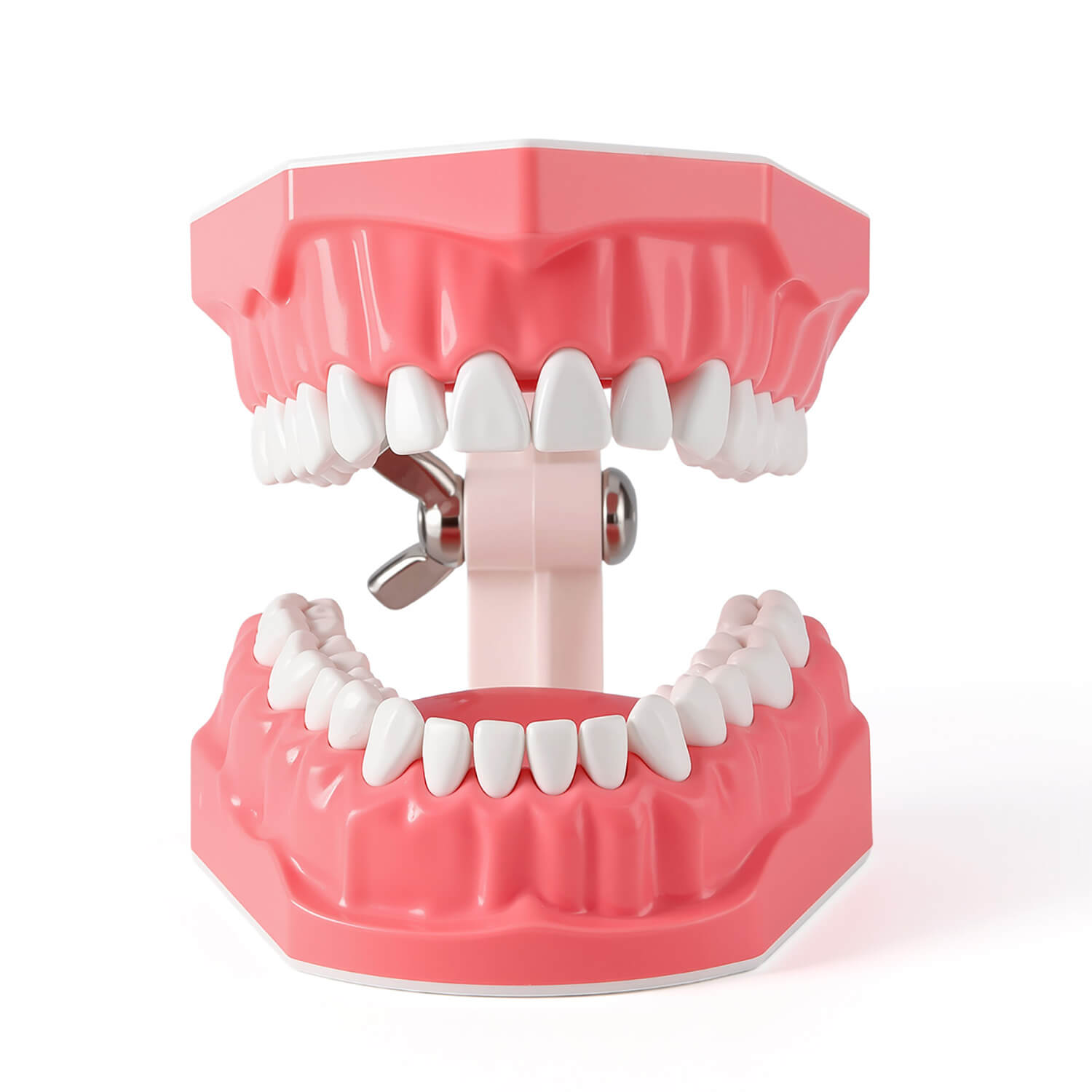 Dental 1:1 Standard /2 Times Teeth Model Brushing Flossing Practice Studying Teaching
