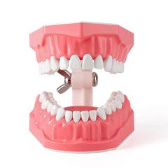 Dental 1:1 Standard /2 Times Teeth Model Brushing Flossing Practice Studying Teaching