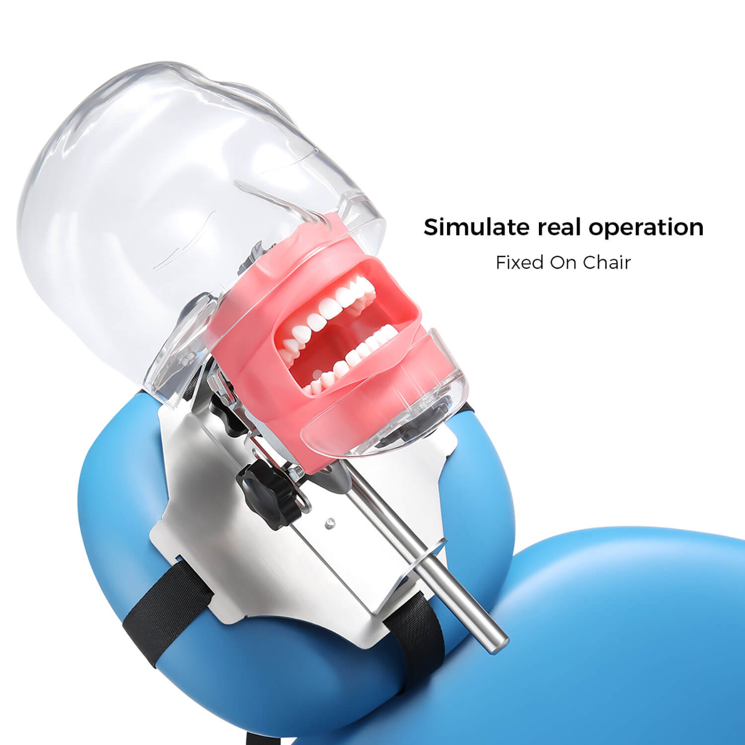 Dental Simulation Mannequin Teaching Head Model with Adjustable Straps