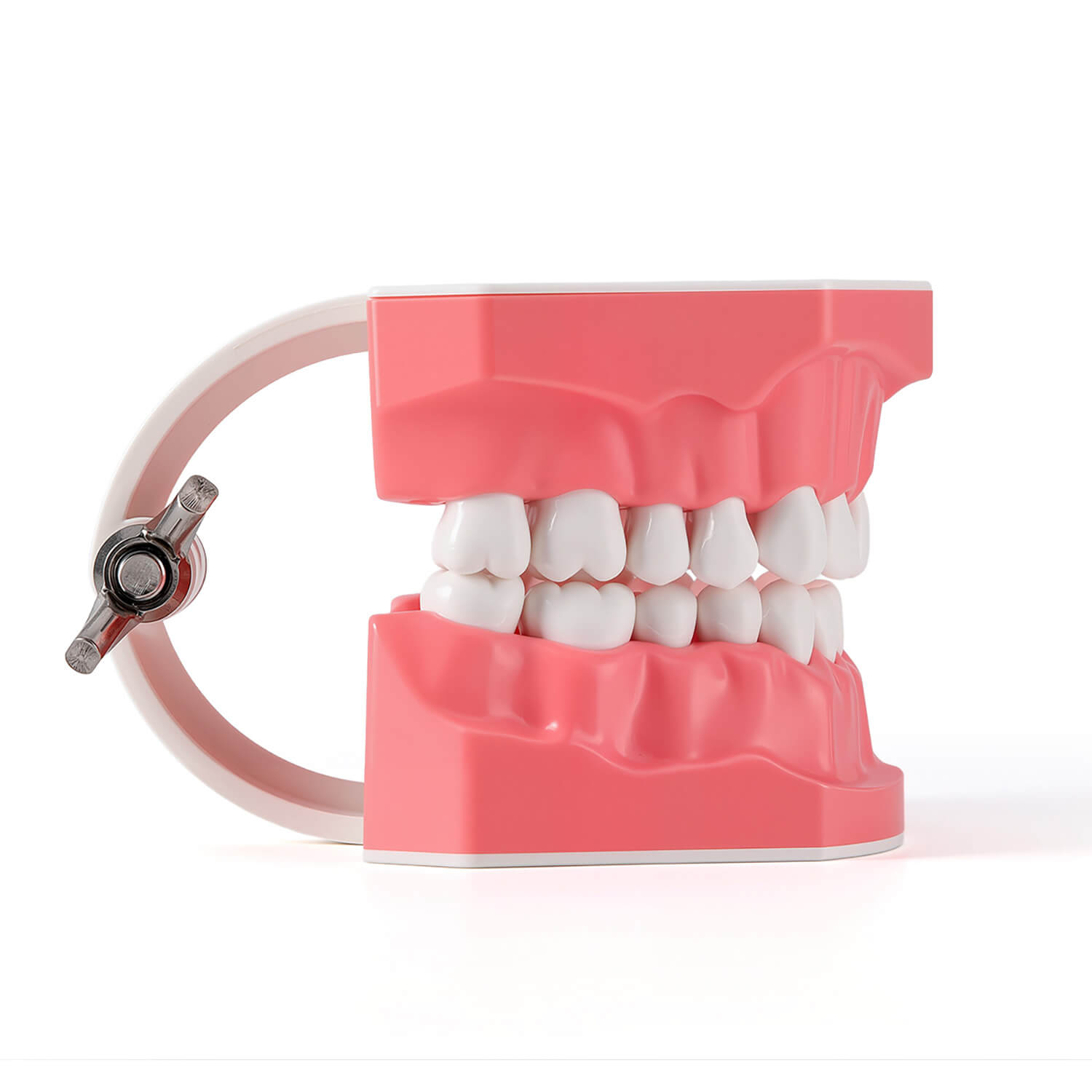 Dental 1:1 Standard /2 Times Teeth Model Brushing Flossing Practice Studying Teaching