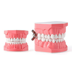 Dental 1:1 Standard /2 Times Teeth Model Brushing Flossing Practice Studying Teaching