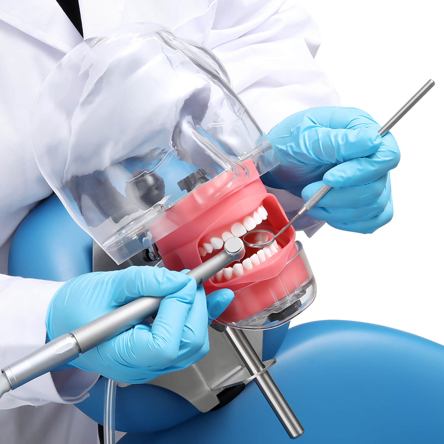 Dental Simulation Mannequin Teaching Head Model with Adjustable Straps