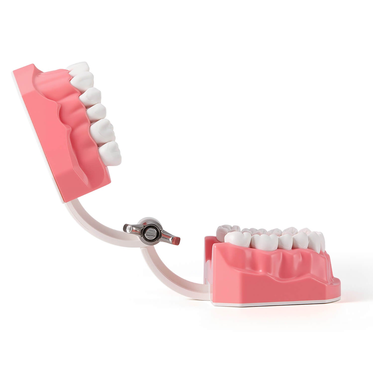 Dental 1:1 Standard /2 Times Teeth Model Brushing Flossing Practice Studying Teaching