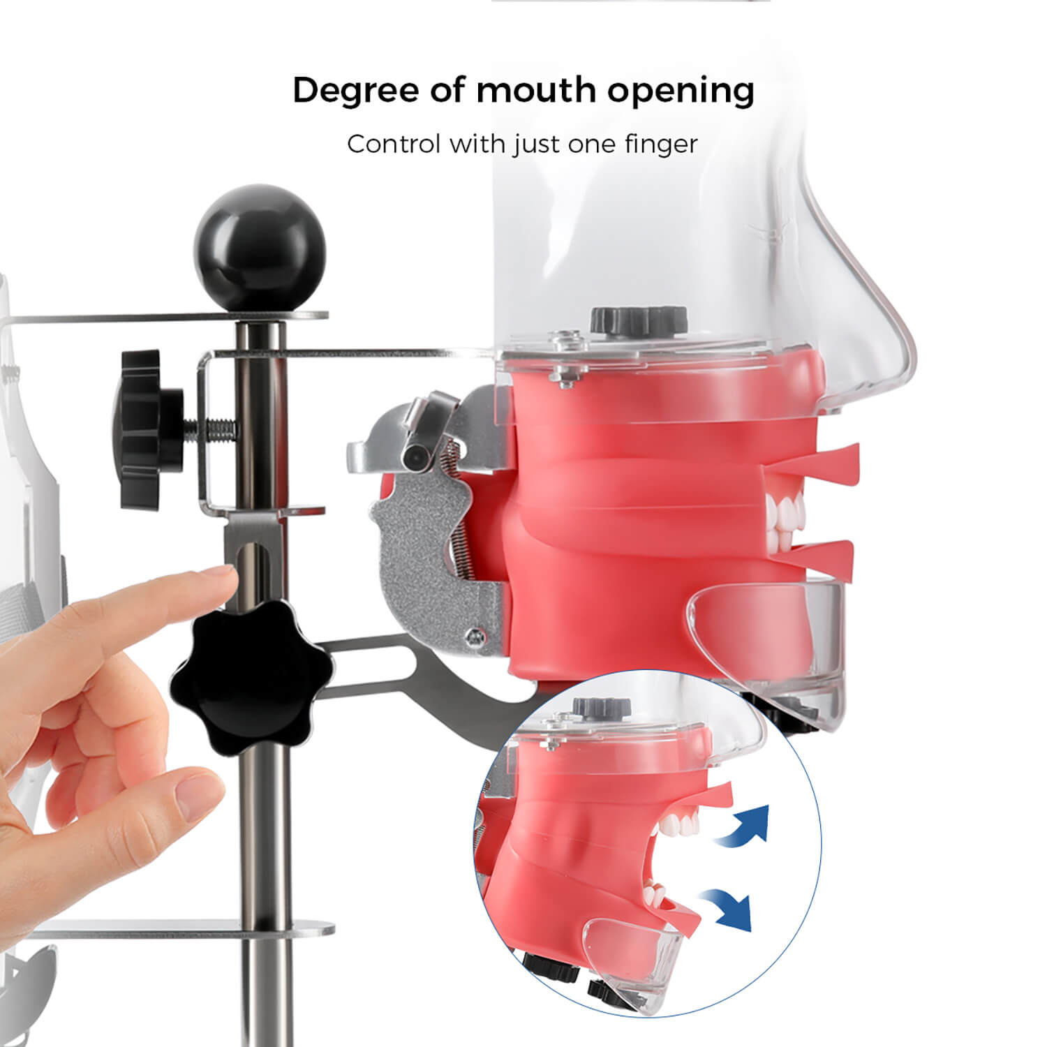 Dental Simulation Mannequin Teaching Head Model with Adjustable Straps