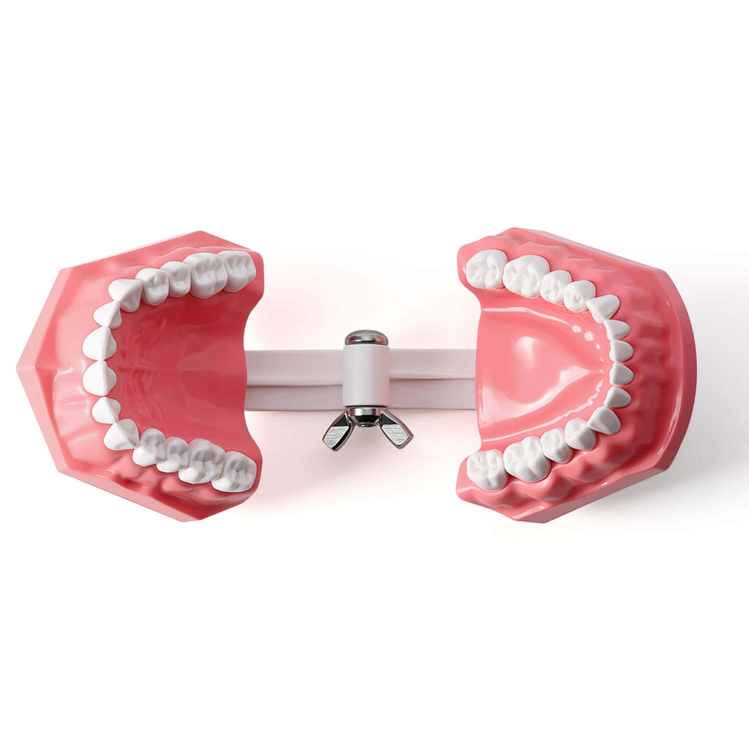 Dental 1:1 Standard /2 Times Teeth Model Brushing Flossing Practice Studying Teaching