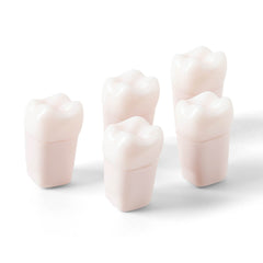 Dental Endo Teeth Model White Root Canal Practice Block RCT Study Training Teaching 5Pcs/Set