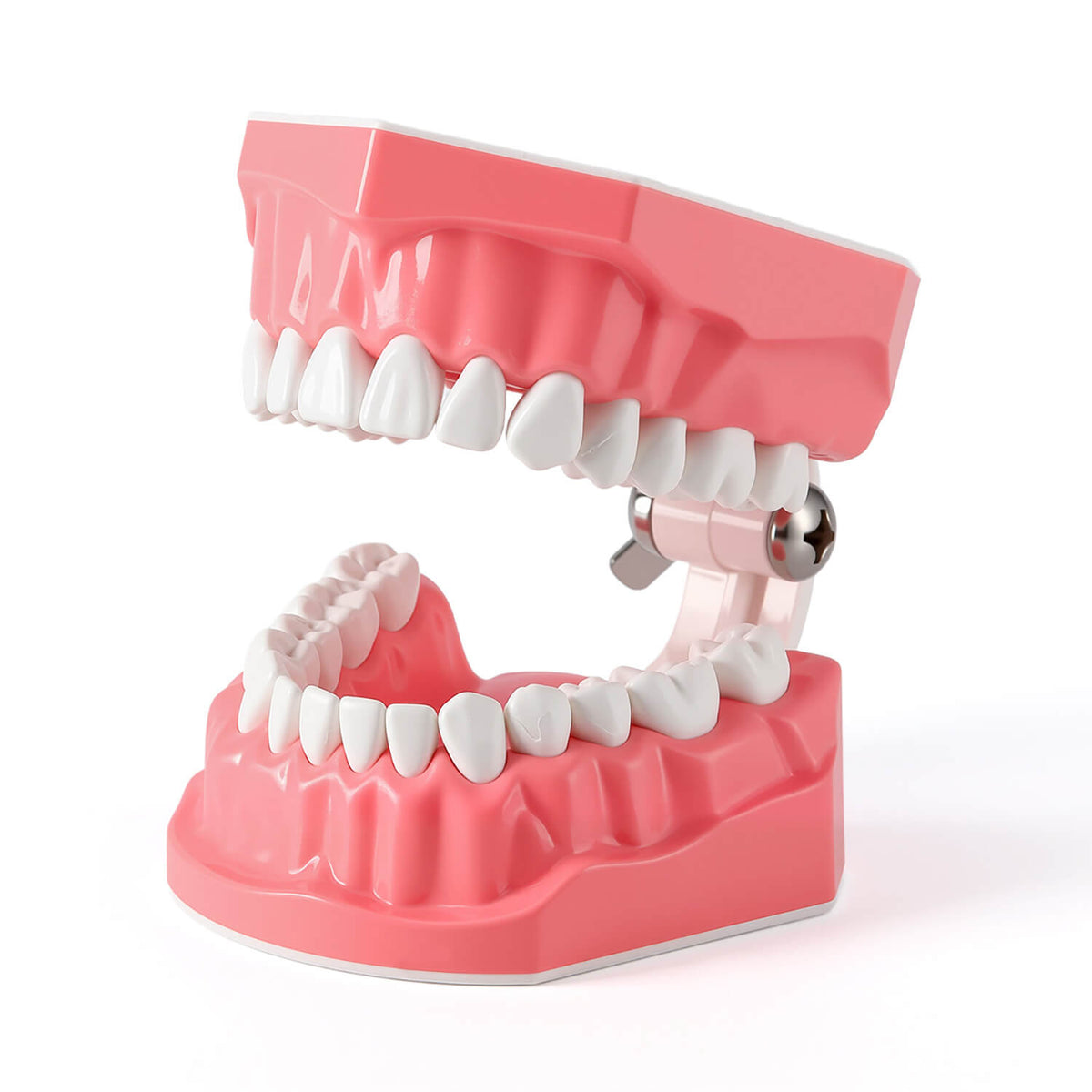 Dental 1:1 Standard /2 Times Teeth Model Brushing Flossing Practice Studying Teaching