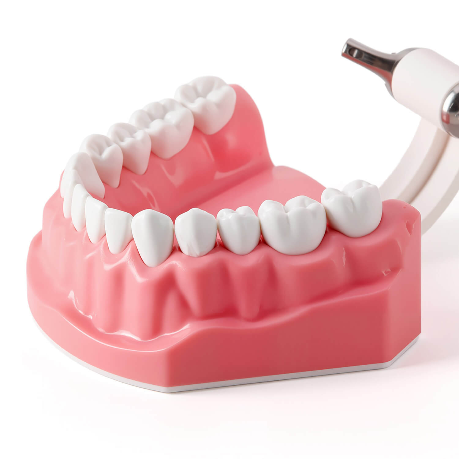 Dental 1:1 Standard /2 Times Teeth Model Brushing Flossing Practice Studying Teaching