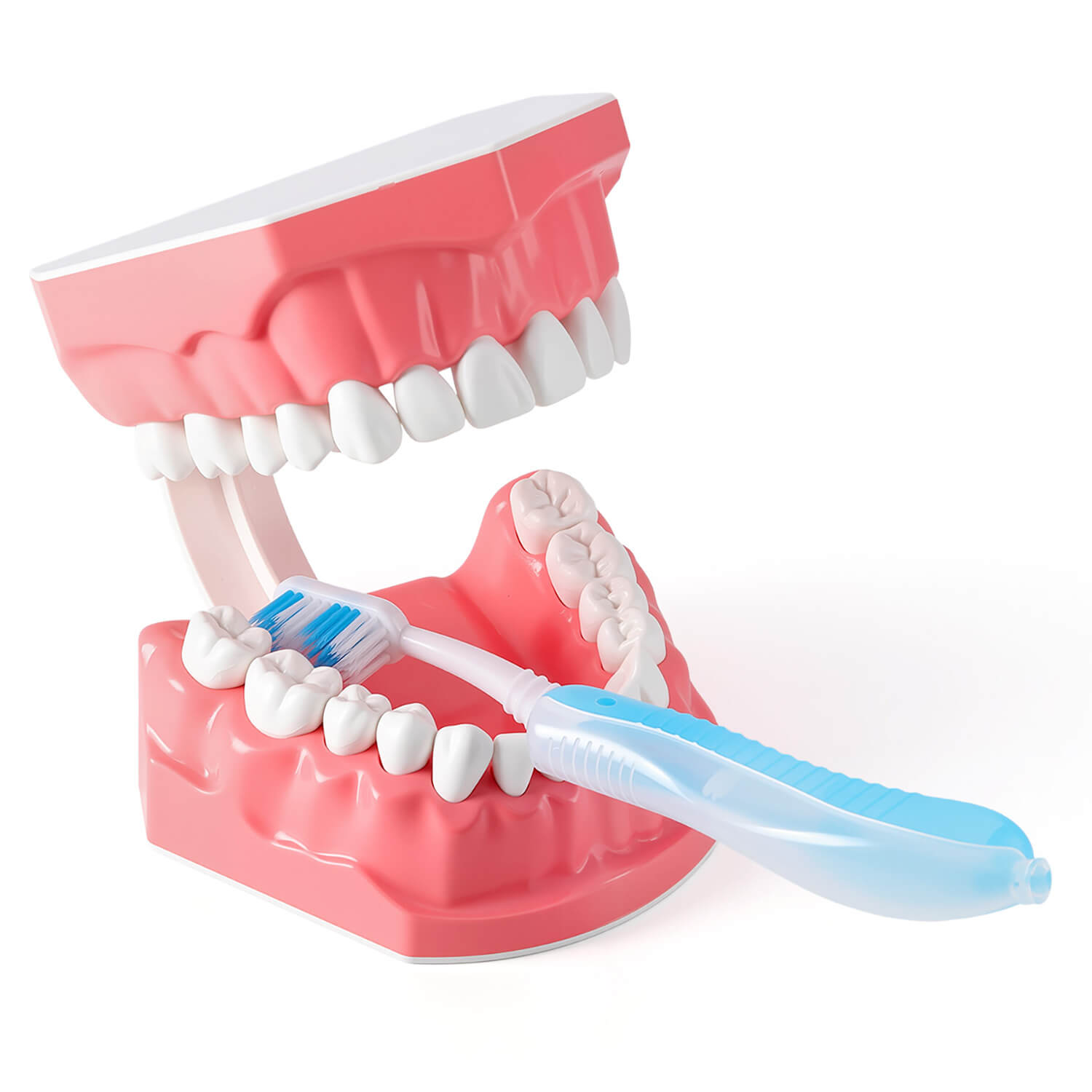 Dental 1:1 Standard /2 Times Teeth Model Brushing Flossing Practice Studying Teaching