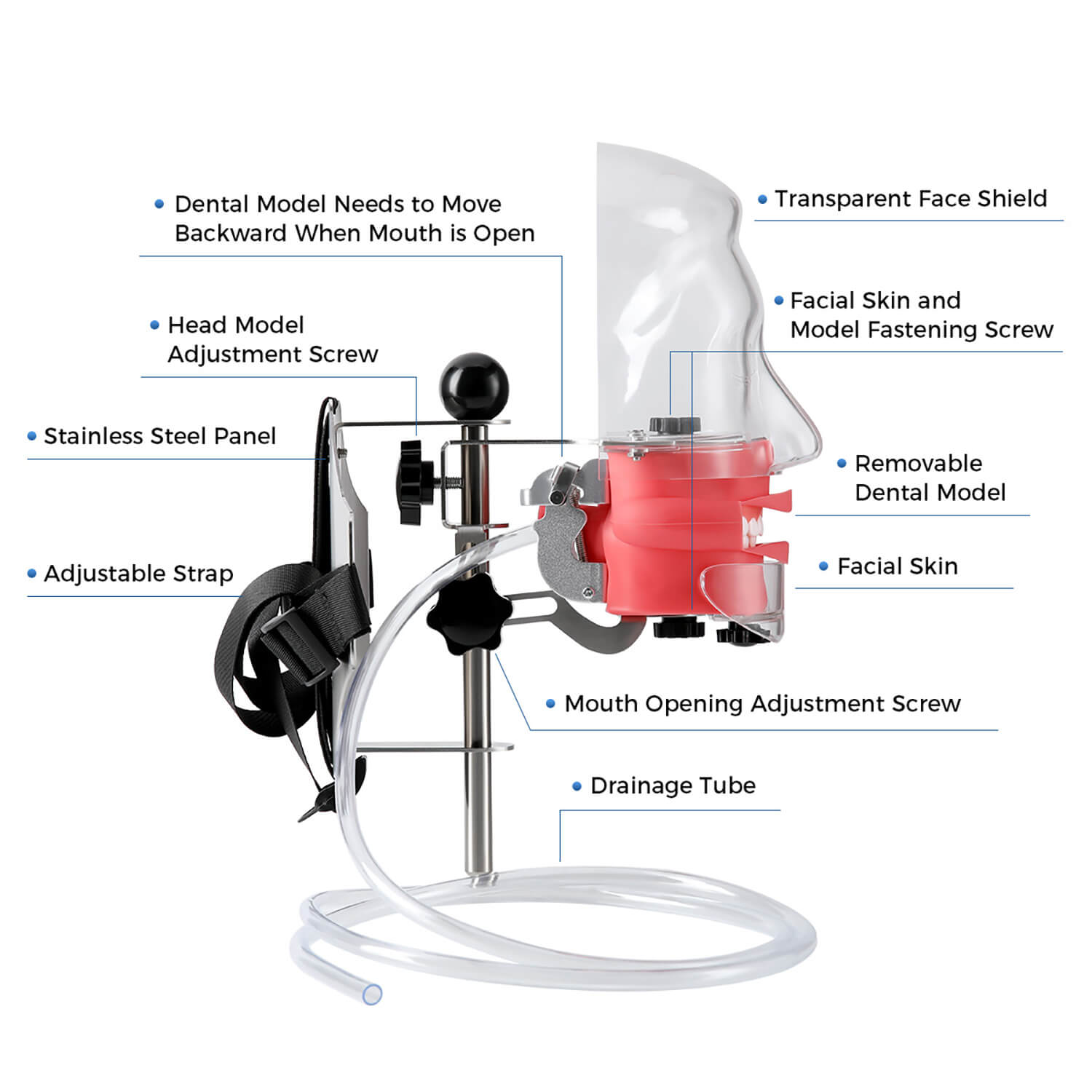 Dental Simulation Mannequin Teaching Head Model with Adjustable Straps