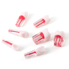 Dental RCT Root Canal Practice Model Endo Typodont Teeth 28pcs/Set