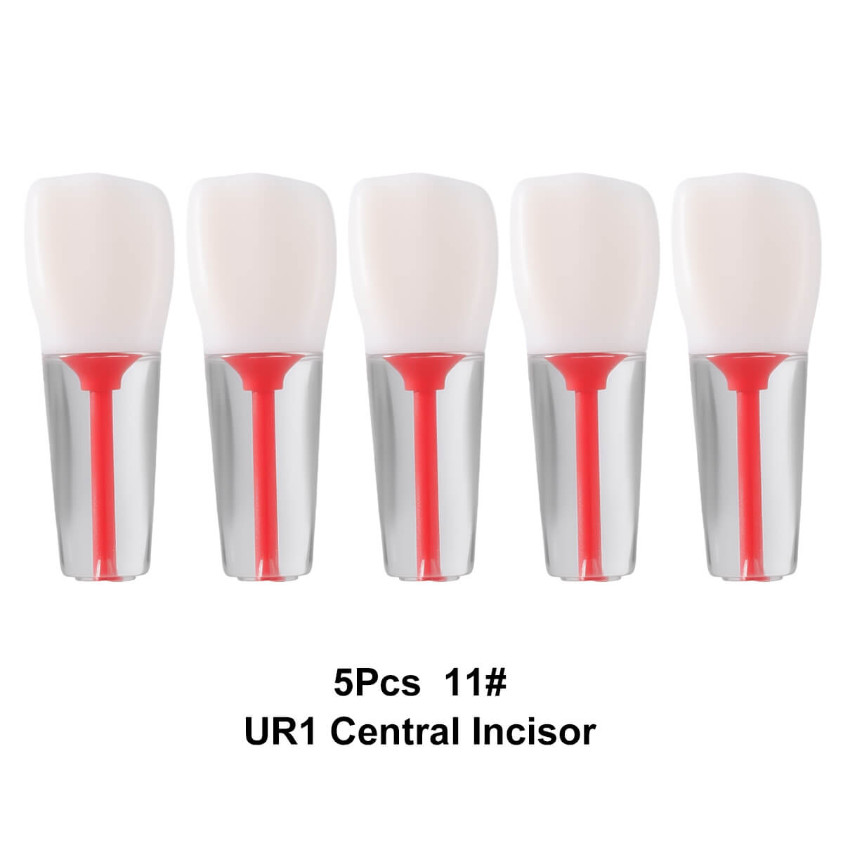 Dental Endo Teeth Model Transparent Root Canal Practice Block RCT Pulp Cavity Study Training Teaching 5Pcs/Set