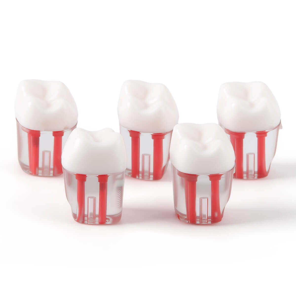 Dental Endo Teeth Model Transparent Root Canal Practice Block RCT Pulp Cavity Study Training Teaching 5Pcs/Set