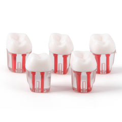 Dental Endo Teeth Model Transparent Root Canal Practice Block RCT Pulp Cavity Study Training Teaching 5Pcs/Set