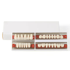 Dental Synthetic Resin Teeth Denture A1 A2 A3 Shade GN-II Two-Layer 28 Teeth/Set