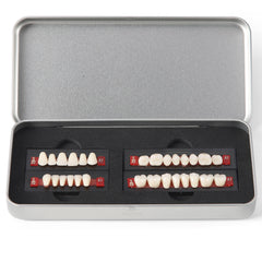 Dental Synthetic Resin Teeth Denture A1 A2 A3 GN-III Plastic Steel Two-Layer 28 Teeth/Set