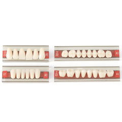 Dental Synthetic Resin Teeth Denture A1 A2 A3 Shade GN-II Two-Layer 28 Teeth/Set