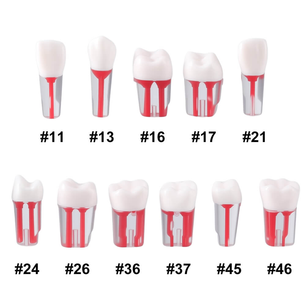 Dental Endo Teeth Model Transparent Root Canal Practice Block RCT Pulp Cavity Study Training Teaching 5Pcs/Set