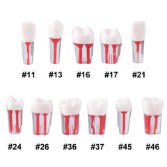 Dental Endo Teeth Model Transparent Root Canal Practice Block RCT Pulp Cavity Study Training Teaching 5Pcs/Set