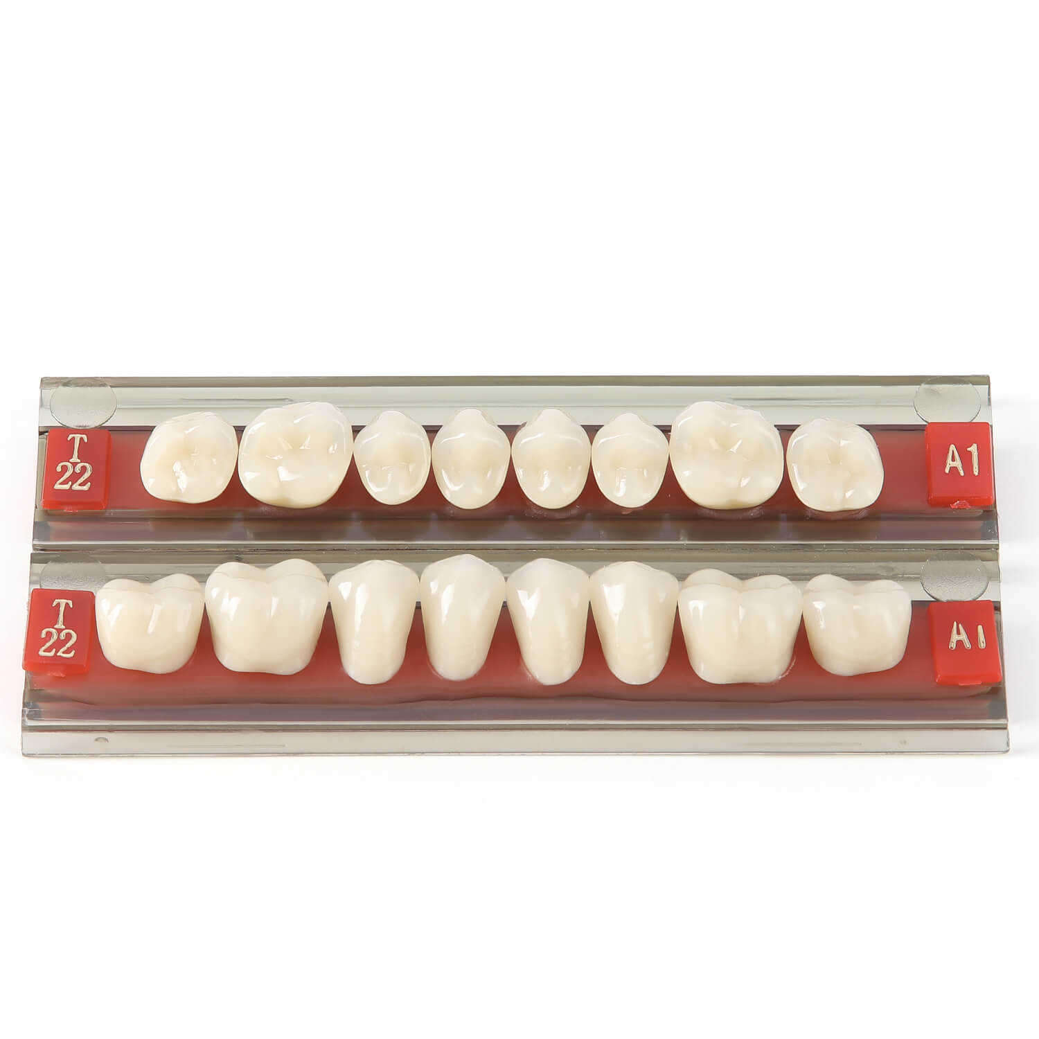 Dental Synthetic Resin Teeth Denture A1 A2 A3 Shade GN-II Two-Layer 28 Teeth/Set