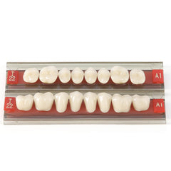 Dental Synthetic Resin Teeth Denture A1 A2 A3 Shade GN-II Two-Layer 28 Teeth/Set